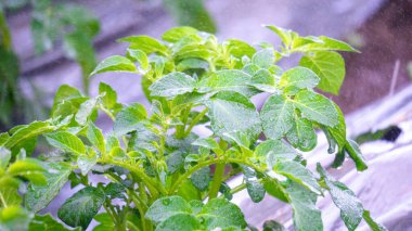 Patates (Solanum tuberosum) ağacı sabah çiftçiler tarafından sulanır.