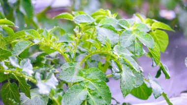 Patates (Solanum tuberosum) ağacı sabah çiftçiler tarafından sulanır.
