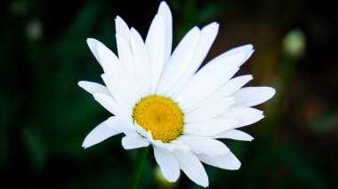 Leucanthemum vulgare (öküz gözlü papatya, öküz gözlü papatya, köpek papatyası, marguerite, Marguerite komünü, yaygın marguerite) bahçede çiçek