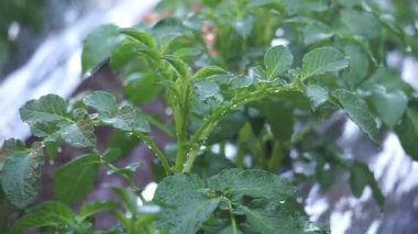 Patates (Solanum tuberosum) ağacı sabah çiftçiler tarafından sulanır.