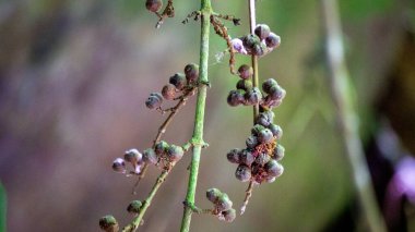 Ficus Pungens meyvesi. Ficus, Moraceae familyasından yaklaşık 850 ağaç türü, çalılar, sarmaşıklar, epifitler ve hemiepifitler cinsidir..
