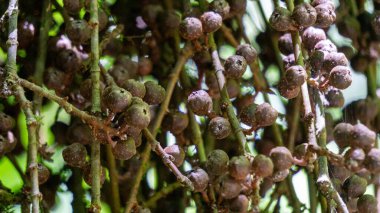 Ficus Pungens meyvesi. Ficus, Moraceae familyasından yaklaşık 850 ağaç türü, çalılar, sarmaşıklar, epifitler ve hemiepifitler cinsidir..