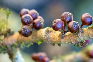 Ficus racemosa (loa, lo, elo, cluster incir, Ficus glomerata) meyvesi ağaçta