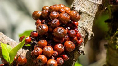 Ficus racemosa (loa, lo, elo, cluster incir, Ficus glomerata) meyvesi ağaçta