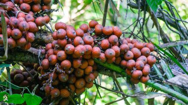 Ripe rattan fruit on the tree. The rattan fruit is edible, the texture is like lychee fruit clipart