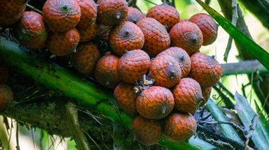 Ripe rattan fruit on the tree. The rattan fruit is edible, the texture is like lychee fruit clipart