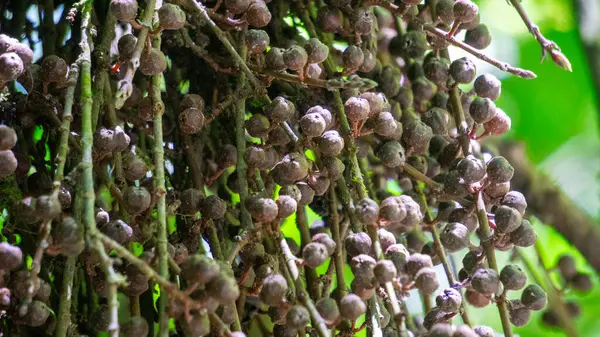 stock image Ficus Pungens fruit. Ficus is a genus of about 850 species of woody trees, shrubs, vines, epiphytes and hemiepiphytes in the family Moraceae.