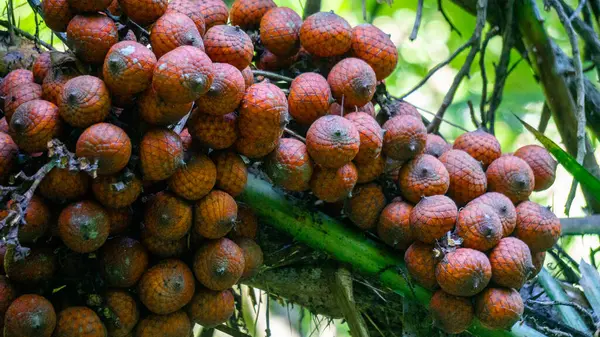 stock image Ripe rattan fruit on the tree. The rattan fruit is edible, the texture is like lychee fruit