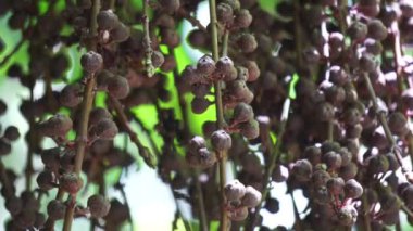 Ficus Pungens meyvesi. Ficus, Moraceae familyasından yaklaşık 850 ağaç türü, çalılar, sarmaşıklar, epifitler ve hemiepifitler cinsidir..