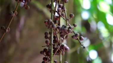 Ficus Pungens meyvesi. Ficus, Moraceae familyasından yaklaşık 850 ağaç türü, çalılar, sarmaşıklar, epifitler ve hemiepifitler cinsidir..