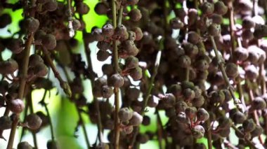 Ficus Pungens meyvesi. Ficus, Moraceae familyasından yaklaşık 850 ağaç türü, çalılar, sarmaşıklar, epifitler ve hemiepifitler cinsidir..
