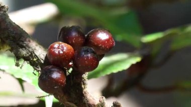 Ficus racemosa (loa, lo, elo, cluster incir, Ficus glomerata) meyvesi ağaçta