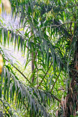 Ormandaki Rattan ağacı. Rattan, Manila bastonu ya da Malacca bastonu olarak da bilinir.