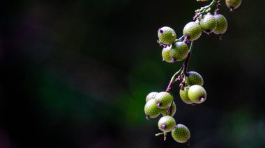 Ağacın üzerinde olgun rattan meyvesi (Manau, çapa, jernang, buah ular, Littuko). Rakun meyvesi yenilebilir, dokusu liçi meyvesi gibi.