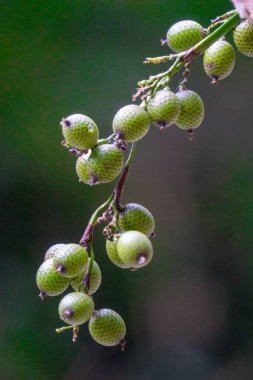 Ağacın üzerinde olgun rattan meyvesi (Manau, çapa, jernang, buah ular, Littuko). Rakun meyvesi yenilebilir, dokusu liçi meyvesi gibi.