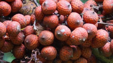 Ripe rattan fruit (Manau, hoe, jernang, buah ular, Littuko) on the tree. The rattan fruit is edible, the texture is like lychee fruit clipart