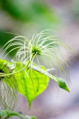 Clematis tangutica, Ranunculaceae familyasından bir bitki türü.