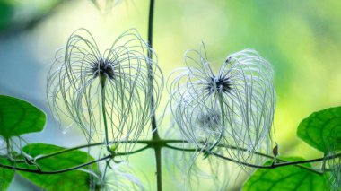 Clematis tangutica, Ranunculaceae familyasından bir bitki türü.