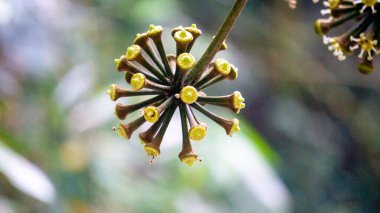 Trevesia sundaica çiçeği. Trevesia, Araliaceae familyasından bir bitki cinsidir. Güneydoğu Asya 'nın yerlileri..