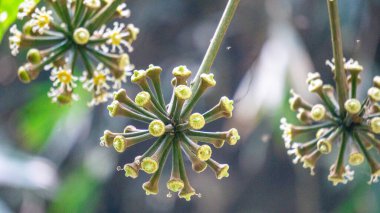 Trevesia sundaica flower. Trevesia is a genus of flowering plants in the family Araliaceae. They are native to Southeast Asia. clipart