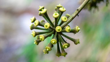 Trevesia sundaica çiçeği. Trevesia, Araliaceae familyasından bir bitki cinsidir. Güneydoğu Asya 'nın yerlileri..