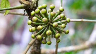 Trevesia sundaica çiçeği. Trevesia, Araliaceae familyasından bir bitki cinsidir. Güneydoğu Asya 'nın yerlileri..