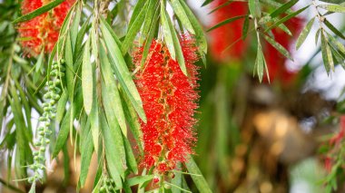 Melaleuca leucadendra (Kayu putih, Melaleuca leucadendron, weeping paperbark, long-leaved paperbark, white paperbark, cajuput oil) plant. This plant is used to treat respiratory infections. clipart