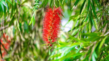 Melaleuca leucadendra (Kayu putih, Melaleuca leucadendron, ağlayan kağıt kabuğu, uzun yapraklı kağıt kabuğu, beyaz kağıt kabuğu, cajuput yağı) bitkisi. Bu bitki solunum enfeksiyonlarını tedavi etmek için kullanılır..