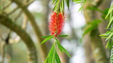 Melaleuca leucadendra (Kayu putih, Melaleuca leucadendron, ağlayan kağıt kabuğu, uzun yapraklı kağıt kabuğu, beyaz kağıt kabuğu, cajuput yağı) bitkisi. Bu bitki solunum enfeksiyonlarını tedavi etmek için kullanılır..