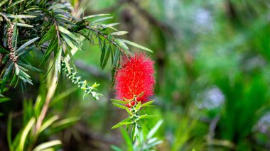 Melaleuca leucadendra (Kayu putih, Melaleuca leucadendron, ağlayan kağıt kabuğu, uzun yapraklı kağıt kabuğu, beyaz kağıt kabuğu, cajuput yağı) bitkisi. Bu bitki solunum enfeksiyonlarını tedavi etmek için kullanılır..