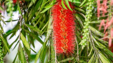 Melaleuca leucadendra (Kayu putih, Melaleuca leucadendron, ağlayan kağıt kabuğu, uzun yapraklı kağıt kabuğu, beyaz kağıt kabuğu, cajuput yağı) bitkisi. Bu bitki solunum enfeksiyonlarını tedavi etmek için kullanılır..