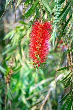 Melaleuca leucadendra (Kayu putih, Melaleuca leucadendron, ağlayan kağıt kabuğu, uzun yapraklı kağıt kabuğu, beyaz kağıt kabuğu, cajuput yağı) bitkisi. Bu bitki solunum enfeksiyonlarını tedavi etmek için kullanılır..
