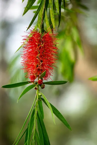 stock image Melaleuca leucadendra (Kayu putih, Melaleuca leucadendron, weeping paperbark, long-leaved paperbark, white paperbark, cajuput oil) plant. This plant is used to treat respiratory infections.