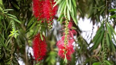 Melaleuca leucadendra (Kayu putih, Melaleuca leucadendron, ağlayan kağıt kabuğu, uzun yapraklı kağıt kabuğu, beyaz kağıt kabuğu, cajuput yağı) bitkisi. Bu bitki solunum enfeksiyonlarını tedavi etmek için kullanılır..