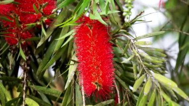 Melaleuca leucadendra (Kayu putih, Melaleuca leucadendron, ağlayan kağıt kabuğu, uzun yapraklı kağıt kabuğu, beyaz kağıt kabuğu, cajuput yağı) bitkisi. Bu bitki solunum enfeksiyonlarını tedavi etmek için kullanılır..
