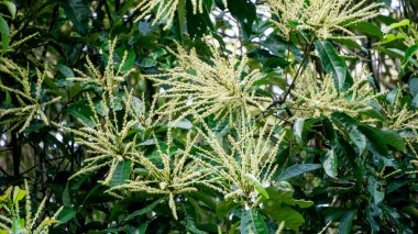 Castanea mollissima (Çin kestanesi, sarangan, berangan, Saninten, Castanopsis argentea, rambutan hutan). Fındıklar yenilebilir ve ağaç Doğu Asya 'da yaygın olarak yetiştirilir.