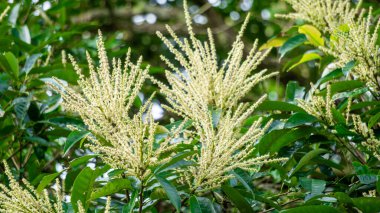 Castanea mollissima (Çin kestanesi, sarangan, berangan, Saninten, Castanopsis argentea, rambutan hutan). Fındıklar yenilebilir ve ağaç Doğu Asya 'da yaygın olarak yetiştirilir.