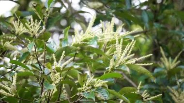 Castanea mollissima (Çin kestanesi, sarangan, berangan, Saninten, Castanopsis argentea, rambutan hutan). Fındıklar yenilebilir ve ağaç Doğu Asya 'da yaygın olarak yetiştirilir.