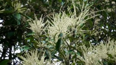 Castanea mollissima (Çin kestanesi, sarangan, berangan, Saninten, Castanopsis argentea, rambutan hutan). Fındıklar yenilebilir ve ağaç Doğu Asya 'da yaygın olarak yetiştirilir.