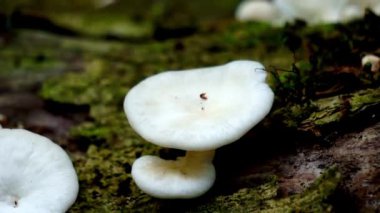 Pleurocybella porrigens (melek kanadı). Pleurocybella porrigens, Phyllotopsidaceae familyasından bir mantar türüdür.
