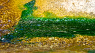 Akan bir nehirde doğal bir geçmişi olan yeşil yosunlar.