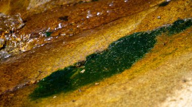 Akan bir nehirde doğal bir geçmişi olan yeşil yosunlar.