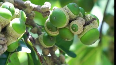 Lithocarpus meyvesi. Ağaçlar nadiren 20 metreye kadar çıkar. Lithocarpus, Fagaceae familyasından bir cinstir. Bu bitki yaklaşık 100 Asya türüne sahiptir..