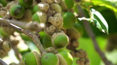 Lithocarpus meyvesi. Ağaçlar nadiren 20 metreye kadar çıkar. Lithocarpus, Fagaceae familyasından bir cinstir. Bu bitki yaklaşık 100 Asya türüne sahiptir..