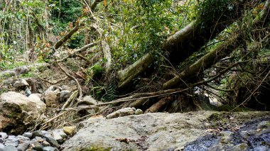 Ağaçlar ormanın ortasındaki ani seller nedeniyle nehre düşer.