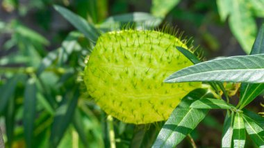 Gomphocarpus physocarpus (hairy balls, balloon plant, balloon cotton bush, bishop's balls, nailhead, swan plant, milkweed, ornamental plant) with a natural background clipart