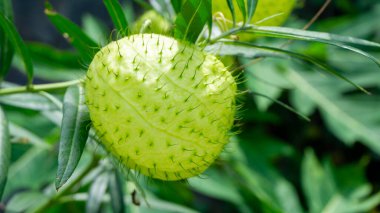 Gomphocarpus physocarpus (kıllı toplar, balon bitkisi, balon pamuğu çalısı, piskopos taşakları, çivi başı, kuğu bitkisi, süs otu, süs bitkisi) doğal bir arka plana sahiptir.