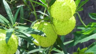 Gomphocarpus physocarpus (kıllı toplar, balon bitkisi, balon pamuğu çalısı, piskopos taşakları, çivi başı, kuğu bitkisi, süs otu, süs bitkisi) doğal bir arka plana sahiptir.