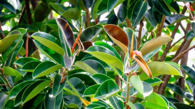 Ficus elastica (kauçuk incir, kauçuk çalı, kauçuk ağaç) doğada. Ficus elastica 'nın lateksi göz ve deri için tahriş edicidir ve içeriden alınırsa zehirlidir.