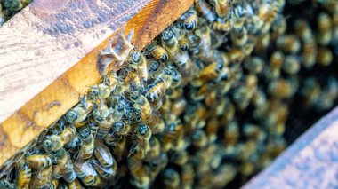 Kovanlarında bir grup bal arısı. Yiyecek olarak nektar toplamak için çalışıyorlar..